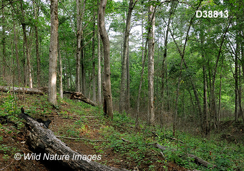 Southeastern Mixed Forests ecoregion (USA)